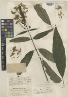 Pseuderanthemum lilacinum Stapf [family ACANTHACEAE]