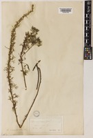 Artemisia camphorata Vill. [family COMPOSITAE]