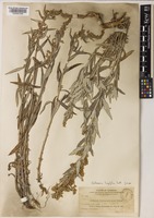 Artemisia longifolia Nutt. [family COMPOSITAE]