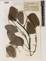 Isotype of Mucuna castanea Merr. [family LEGUMINOSAE-PAPILIONOIDEAE]
