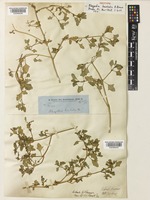 Isotype of Rhagodia hastata R. Br. [family AMARANTHACEAE]
