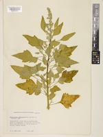 Isotype of Chenopodium pueblense H.S.Reed [family AMARANTHACEAE]