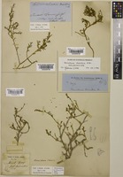Isolectotype of Hemichroa diandra R.Br. [family AMARANTHACEAE]