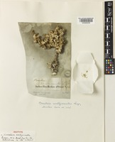 Isotype of Cornulaca amblyacantha Bunge [family AMARANTHACEAE]