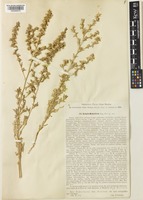 Salsola minkvitziae Korovin [family AMARANTHACEAE]
