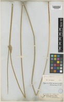 Juncus inflexus L. [family JUNCACEAE]
