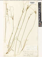 Isotype of Juncus involucratus Kirk [family JUNCACEAE]