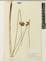 Juncus effusus L. [family JUNCACEAE]