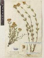 Isotype of Monardella glauca Greene [family LAMIACEAE]
