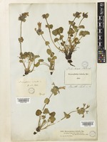 Dracocephalum imberbe Bunge [family LAMIACEAE]