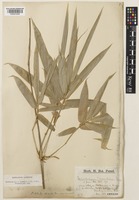 Ochlandra Stridula Thwaites Var Maculata Trimen Gamble Family Poaceae On Jstor