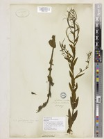 Isotype of Epilobium parviflorum Schreb. var. vestitum Benth. ex C.B.Clarke [family ONAGRACEAE]