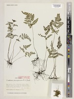 Isotype of Lindsaea parvipinnula K.Iwats. [family LINDSAEACEAE]