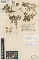 Isotype of Lamium armenum Boiss. subsp. sintenisii R.R.Mill [family LAMIACEAE]
