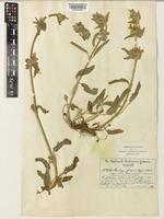 Stachys acutifolia Bory & Chaub. [family LAMIACEAE]