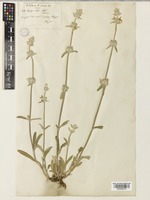 Stachys cretica L. subsp. anatolica Rech.f. [family LAMIACEAE]