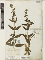 Stachys setifera C.A.Mey. subsp. setifera [family LAMIACEAE]