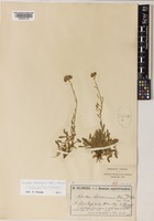 Isolectotype of Achillea barbeyana Heldr. & Heimerl [family COMPOSITAE]