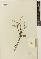 Goodyera lanceolata Ridl. [family ORCHIDACEAE]