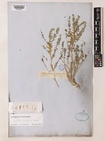 Astragalus orthocarpus Boiss. [family LEGUMINOSAE-PAPILIONOIDEAE]