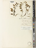 Type of Lemmaphyllum microphyllum C.Presl var. obovatum (Harr.) C. Chr. [family POLYPODIACEAE]