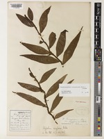 Microsorum buergerianum Ching [family POLYPODIACEAE]