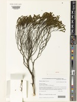 Isotype of Diocirea violacea Chinnock [family SCROPHULARIACEAE]