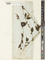 Isoneotype of Buddleja lindleyana Fortune [family SCROPHULARIACEAE]