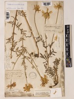 Anthemis macrantha Heuff. [family COMPOSITAE]