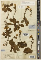 Holotype of Ourisia sessilifolia Hook. f. [family PLANTAGINACEAE]