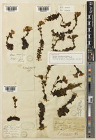Holotype of Ourisia glandulosa Hook. f. [family PLANTAGINACEAE]