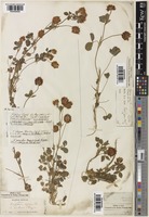Trifolium physodes Steven ex M. Bieb. [family LEGUMINOSAE-PAPILIONOIDEAE]