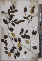 Ziziphus mauritiana P.Willemet [family RHAMNACEAE]