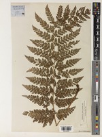 Arachniodes standishii (T.Moore) Ohwi [family DRYOPTERIDACEAE]