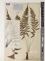 Type of Polystichum tsus-simense (Hook.) J.Sm. [family DRYOPTERIDACEAE]