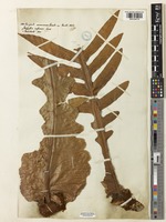 Pseudodrynaria coronans (Wall. ex Mett.) Ching [family POLYPODIACEAE]