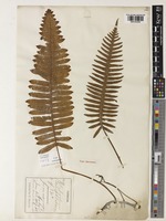 Type of Polypodium formosanum Baker [family POLYPODIACEAE]