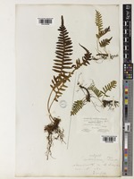 Polypodium glycyrrhiza D.C.Eaton [family POLYPODIACEAE]