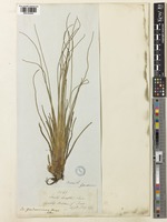 Isoetes gardneriana Kunze ex Mett. [family ISOETACEAE]