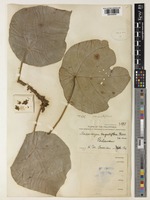 Type of Macaranga congestiflora Merr. [family EUPHORBIACEAE]