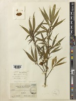 Type of Ficus linearis Merr. [family MORACEAE]