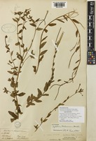 Epilobium brevifolium D.Don subsp. trichoneurum (Hausskn.) P.H.Raven [family ONAGRACEAE]