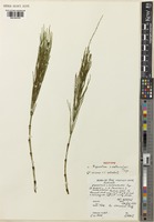 Isotype of Equisetum rothmaleri C.N.Page [family EQUISETACEAE]