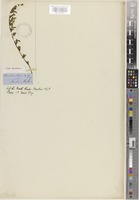 Type of Cheilanthes fordii Baker [family ADIANTACEAE]