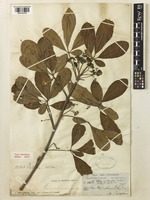 Type of Vitex puberula Baker [family LAMIACEAE]