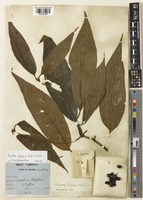Syntype of Webera napierii Ridl. [family RUBIACEAE]