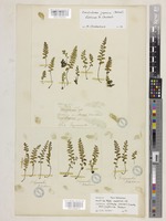Type of Lindsaea cultrata (Willd.) Sw. var. japonica Baker [family LINDSAEACEAE]