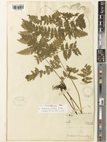 Holotype of Asplenium chinense Baker [family ASPLENIACEAE]
