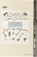 Trichomanes latemarginale D.C.Eaton [family HYMENOPHYLLACEAE]