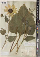 Type of Helianthus annuus L. [family ASTERACEAE]